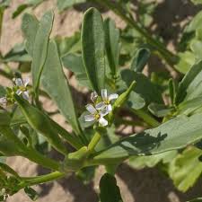 Attēlu rezultāti vaicājumam “Cakile maritima subsp. baltica leaf”