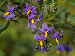Attēlu rezultāti vaicājumam “Solanum dulcamara flower”