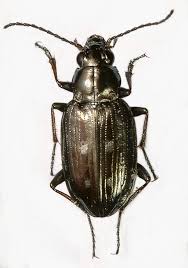 Attēlu rezultāti vaicājumam “Bembidion litorale”