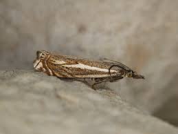 Attēlu rezultāti vaicājumam “Crambus lathoniellus”