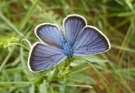 Attēlu rezultāti vaicājumam “Cyaniris semiargus male”