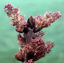 Attēlu rezultāti vaicājumam “Fraxinus excelsior bud”