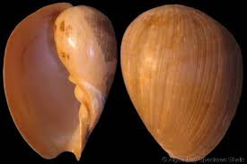 Attēlu rezultāti vaicājumam “Meloe sp. imago”