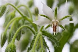Attēlu rezultāti vaicājumam “Borago officinalis bud”