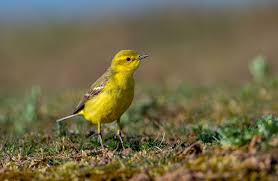 Attēlu rezultāti vaicājumam “Motacillidae”