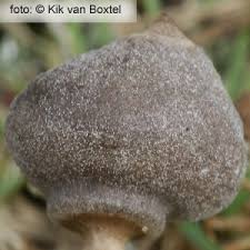 Attēlu rezultāti vaicājumam “Geastrum minimum”