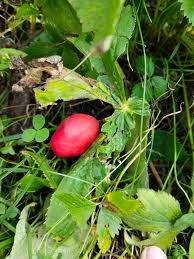 Attēlu rezultāti vaicājumam “Podophyllum hexandrum fruit”