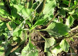 Attēlu rezultāti vaicājumam “Plantago major subsp. intermedia”