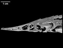 Image result for Scaphirhynchus platorynchus