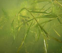 Attēlu rezultāti vaicājumam “Potamogeton compressus”