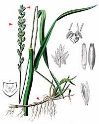 Attēlu rezultāti vaicājumam “Elytrigia repens flower”