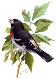 Image result for Pheucticus ludovicianus