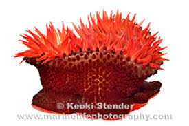 Image result for Anemonenarten