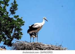 Attēlu rezultāti vaicājumam “Ciconia ciconia nest”