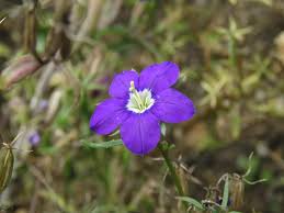 Image result for Legousia speculum-veneris