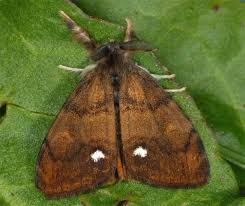 Attēlu rezultāti vaicājumam “Orgyia antiqua”