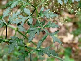 Attēlu rezultāti vaicājumam “Peucedanum oreoselinum”