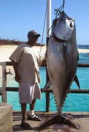 Image result for Thunnus obesus