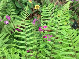 Attēlu rezultāti vaicājumam “Dryopteris affinis”