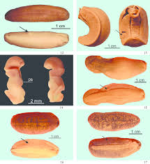 Attēlu rezultāti vaicājumam “Erinaceus sp.”