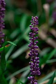 Attēlu rezultāti vaicājumam “Linaria loeselii leaf”