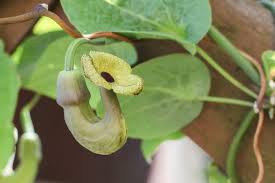 Attēlu rezultāti vaicājumam “Aristolochia durior flower”