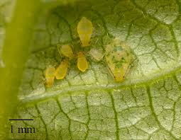 Attēlu rezultāti vaicājumam “Chaitophorus populeti”