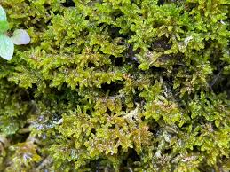 Attēlu rezultāti vaicājumam “Palustriella commutata”