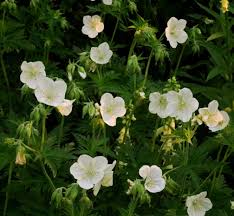Attēlu rezultāti vaicājumam “Geranium pratense bud”