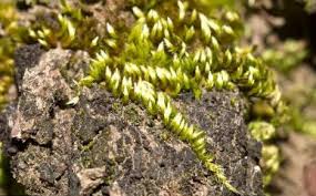 Attēlu rezultāti vaicājumam “Homalothecium sericeum”