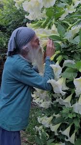 Image result for beladona