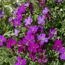 Image result for Aubrieta hybrida (cultorum)