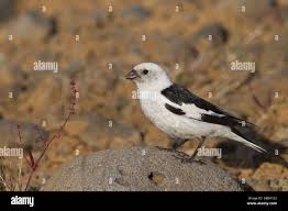 Attēlu rezultāti vaicājumam “Plectrophenax nivalis”