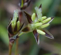 Attēlu rezultāti vaicājumam “Luzula pilosa flower”