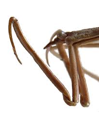 Attēlu rezultāti vaicājumam “Ranatra linearis”