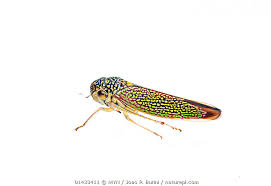 Attēlu rezultāti vaicājumam “Cicadellidae”