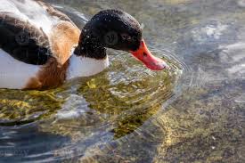 Attēlu rezultāti vaicājumam “Tadorna tadorna male”