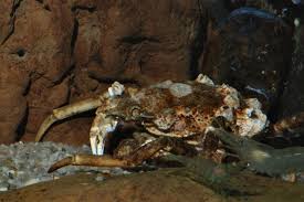 Image result for Hyas araneus