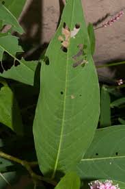 Attēlu rezultāti vaicājumam “Polygonum amphibium leaf”