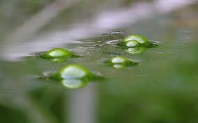 Attēlu rezultāti vaicājumam “Limnoporus rufoscutellatus”