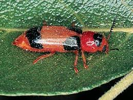 Attēlu rezultāti vaicājumam “Cleridae”