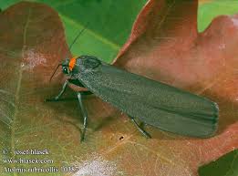 Attēlu rezultāti vaicājumam “Atolmis rubricollis”