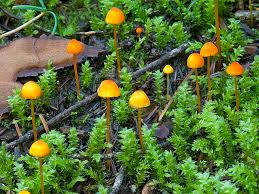 Attēlu rezultāti vaicājumam “Mycena”