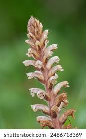 Attēlu rezultāti vaicājumam “Orobanche coerulescens bud”