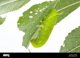 Attēlu rezultāti vaicājumam “Laothoe populi larva”