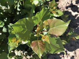 Attēlu rezultāti vaicājumam “Populus x canadensis fruit”
