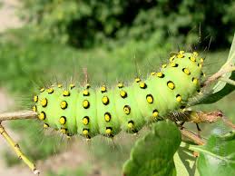 Attēlu rezultāti vaicājumam “Saturnia pavonia larva”
