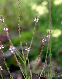 Image result for Verbena officinalis