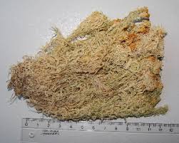 Attēlu rezultāti vaicājumam “Sphagnum inundatum”