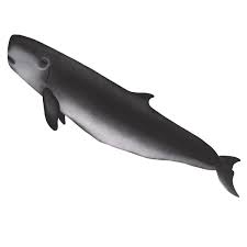 Image result for Kogia breviceps